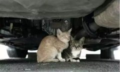 天冷了，開車前記得先喚醒它們！