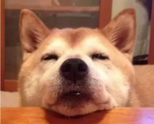 狗狗吃零食有什么注意事項(xiàng)？