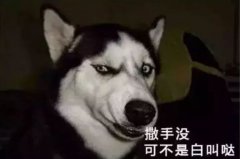 您家狗狗是不是也叫“撒手沒”？