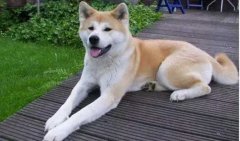 狗狗小知識(shí)，您知道多少？
