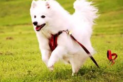 狗狗教會我們的人生道理，你做到了嗎？