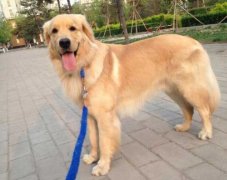 狗狗的品種，居然暴露了你的性格？