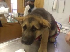 狗狗這么信任你，你怎么可以騙狗狗？！