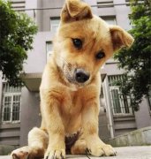 你眼中的土狗，它是我的家人！