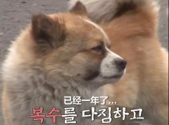 狗子會記仇嗎？