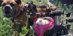 動物間沒有真感情？這只狗狗表示不服！
