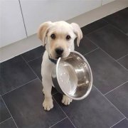 到了飯點(diǎn)不喂狗，你可知道后果的嚴(yán)重性？