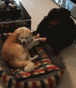 和狗狗說話恰恰說明你很聰明！
