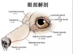 狗狗眼里常含淚水，是為愛感動嗎？