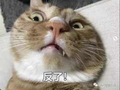 為何貓咪不喜被主人親吻？華興寵物食品