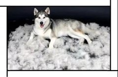 毛質(zhì)差、過度脫毛？華興重磅推出犬美毛處方糧