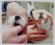 狗狗喂藥小技巧！ 華興寵物食品