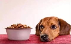 狗狗不想吃狗粮的原因有哪些？ 华兴宠物食品