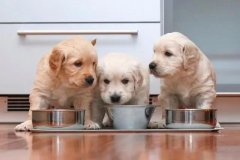 新手养狗切忌什么都买，这7种才是必需品！