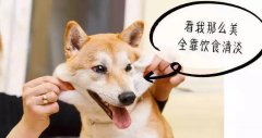 重口味的狗狗爱啃脚？注意！这可能不是怪癖而