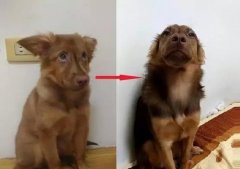 狗知道自己是狗吗？