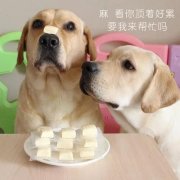 狗狗是否需要補鈣？補鈣應注意什么？ 華興寵物