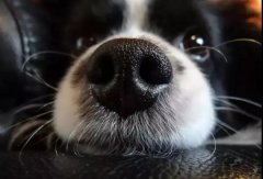 狗狗鼻子干是生病了嗎？