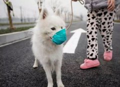 疫情下，如何保證寵物的安全？