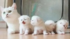貓咪一生要經(jīng)歷的六個(gè)階段，你家貓?zhí)幱谀膫€(gè)時(shí)期？