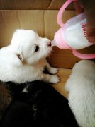 剛出生的小狗如何人工喂養(yǎng)？
