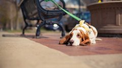 天氣熱了，寵主們請停止對狗狗的傷害！