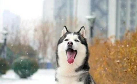 狗狗愛(ài)叫怎么辦？這六招，教給你