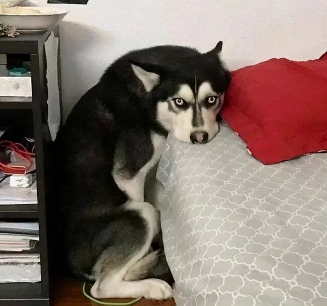 狗狗