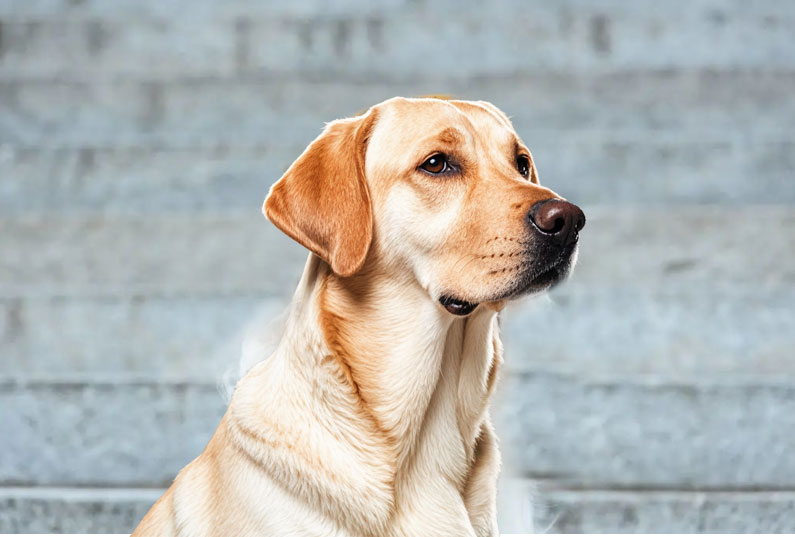 拉布拉多犬好養(yǎng)嗎？看完它的優(yōu)缺點(diǎn)你就知道了