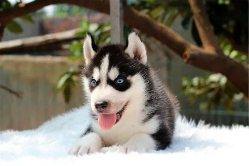 狗狗